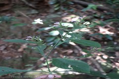 Leptostachya wallichii